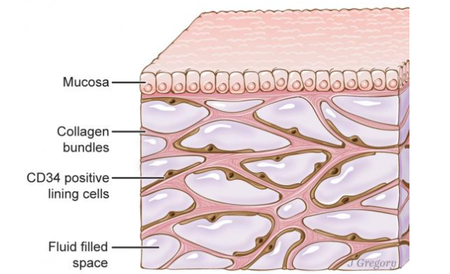 Scientists have discovered organ number 80: “Interstitium” | Science ...