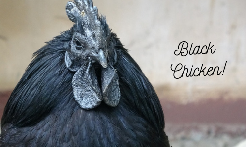 Heard about Black Chicken and its Health Benefits ? | Science And Samosa